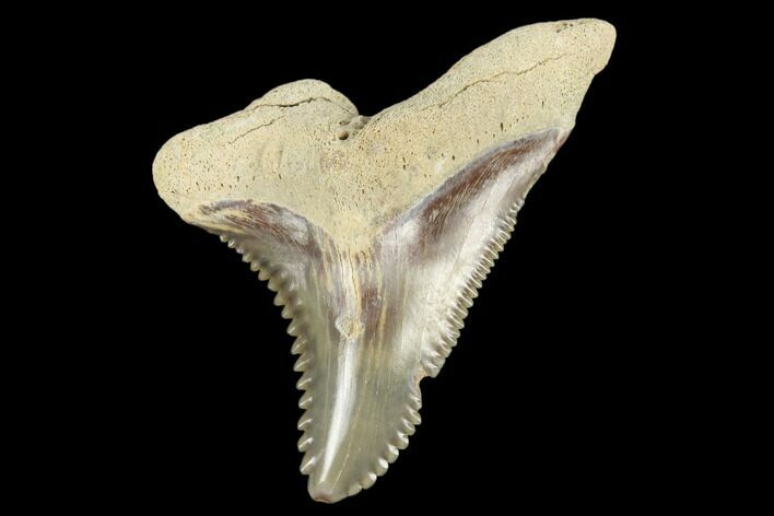 Snaggletooth Shark (Hemipristis) Tooth - Aurora, NC #180180